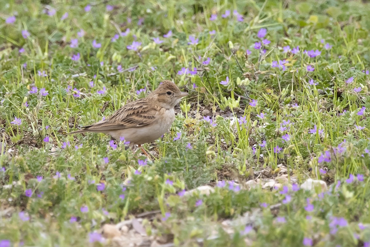 Greater Short-toed Lark - ML620890194