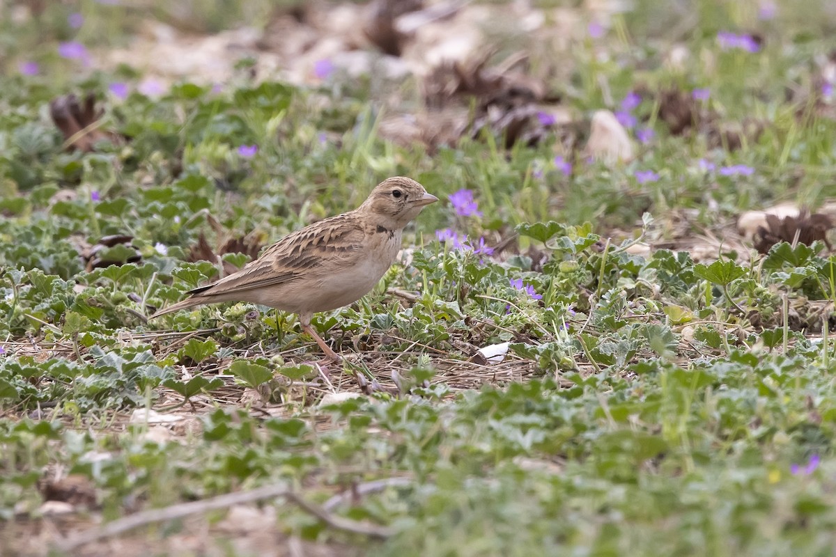 Greater Short-toed Lark - ML620890195