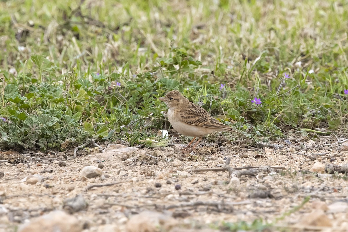 Greater Short-toed Lark - ML620890197