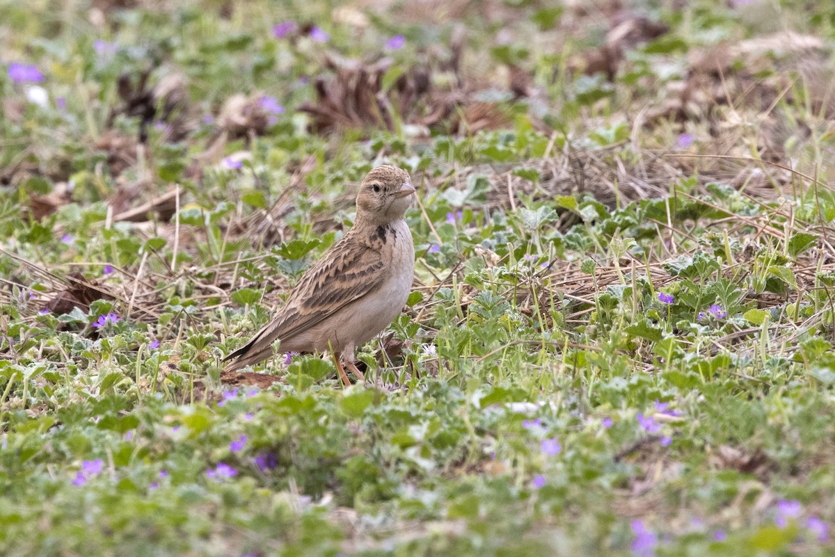 Greater Short-toed Lark - ML620890198