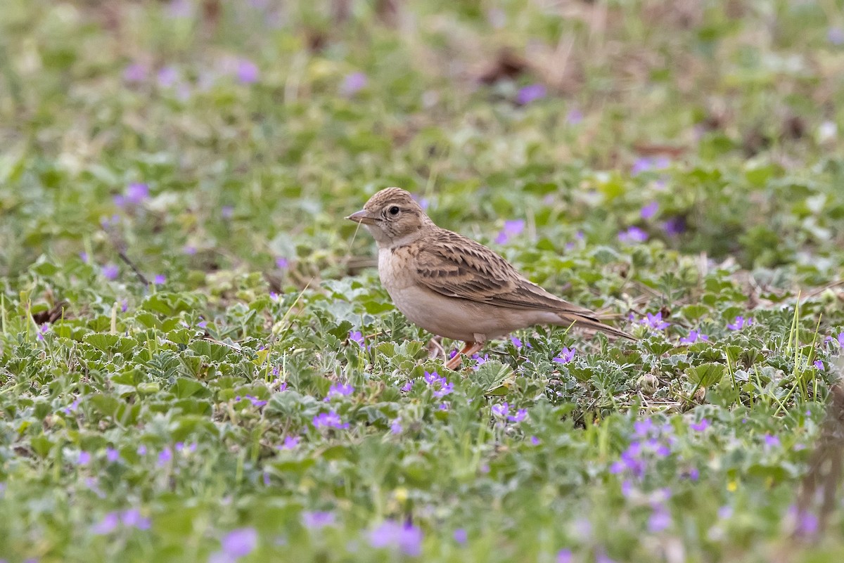 Greater Short-toed Lark - ML620890199