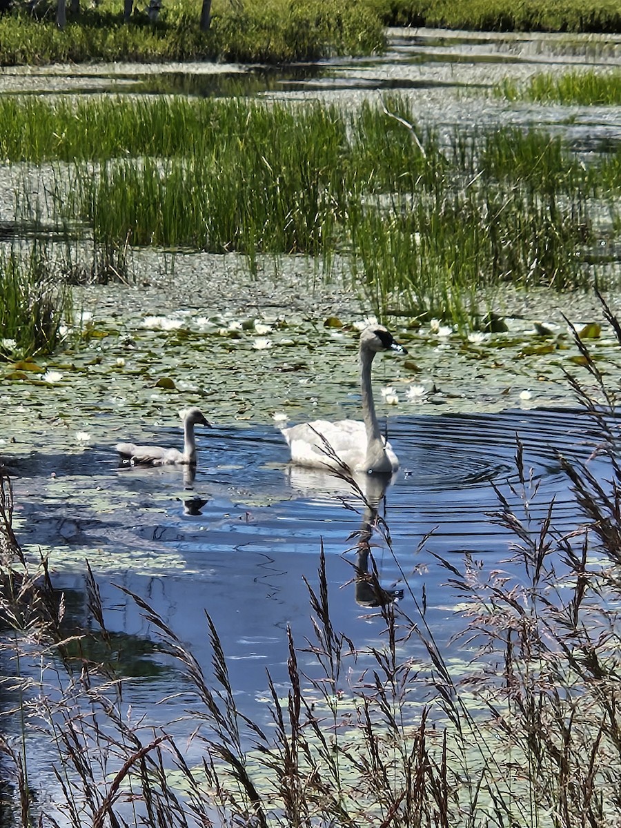 Trumpeter Swan - Janice House