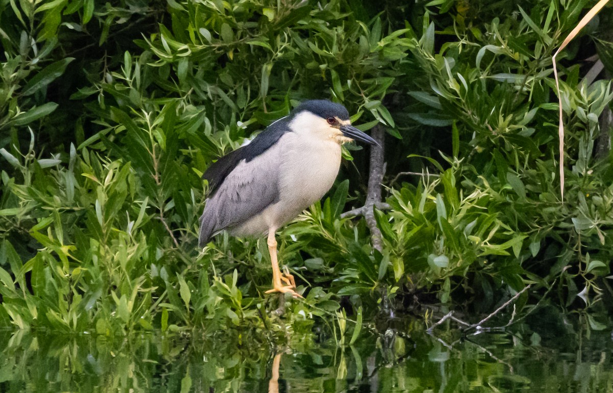 Black-crowned Night Heron - ML620890203