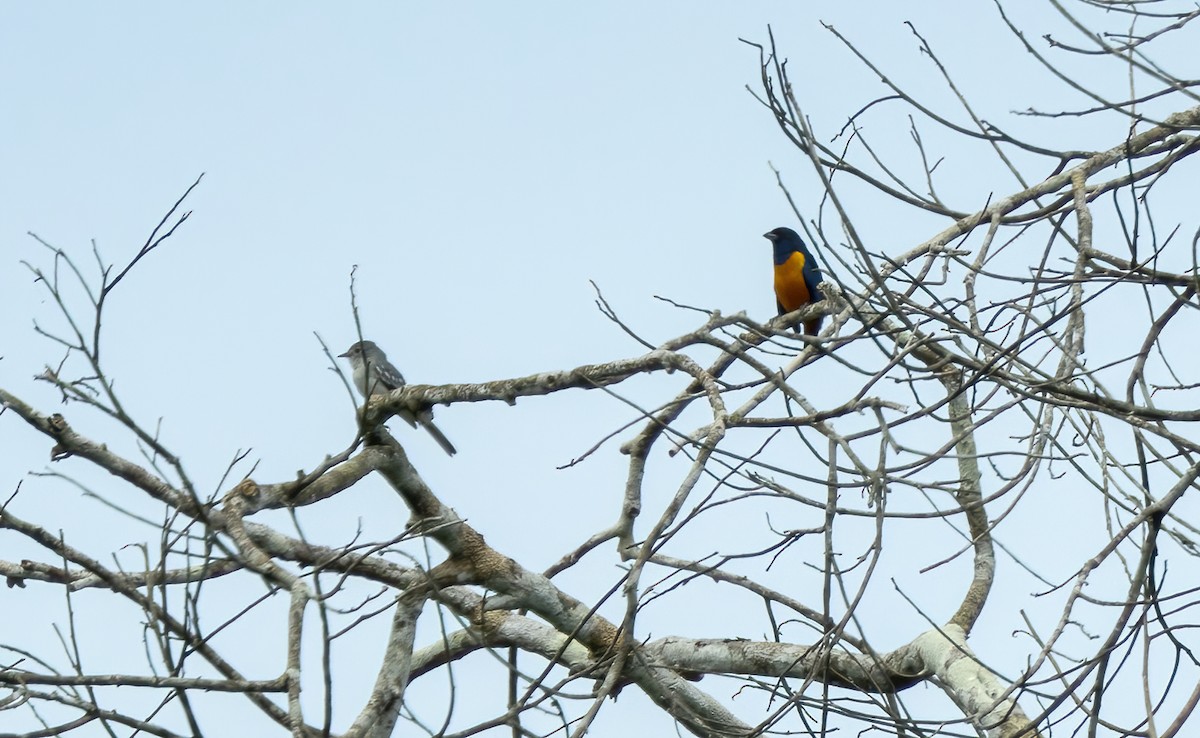 Rufous-bellied Euphonia - Connor Cochrane