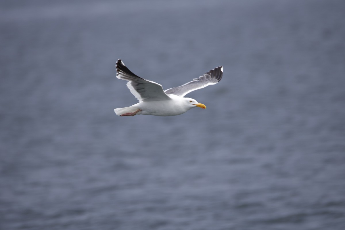 Gaviota Occidental - ML620890209