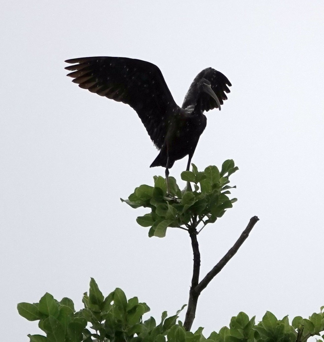 Glossy Ibis - ML620890212