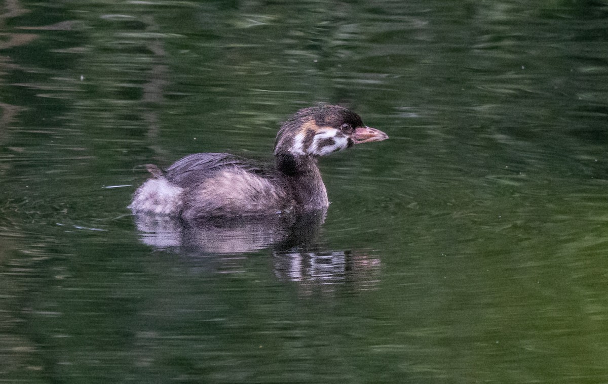 Pied-billed Grebe - ML620890213