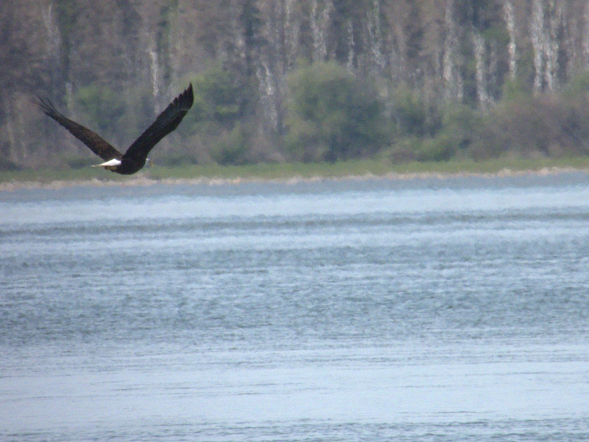 Bald Eagle - ML620890214