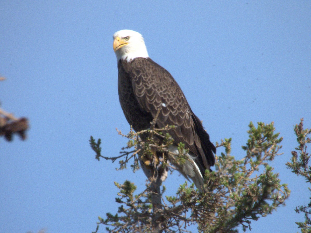 Bald Eagle - ML620890215