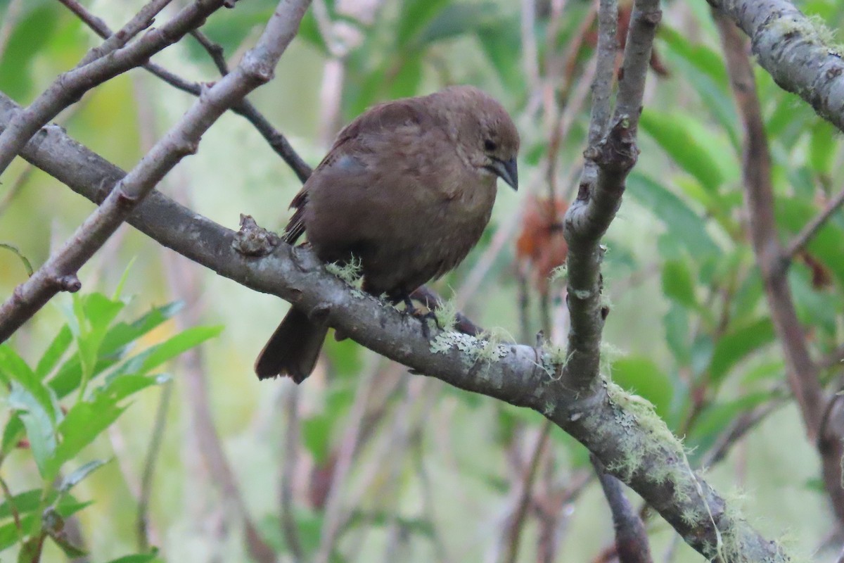 Brown-headed Cowbird - ML620890216