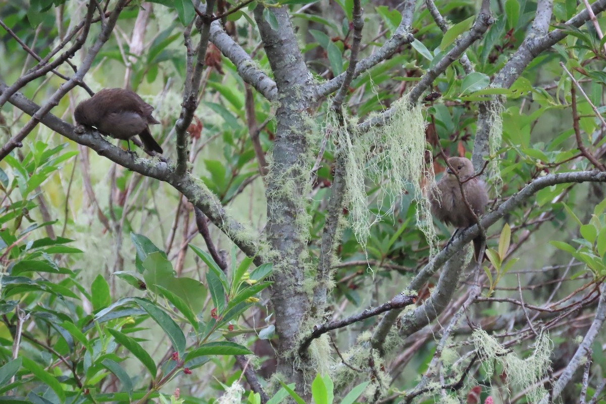 Brown-headed Cowbird - ML620890217