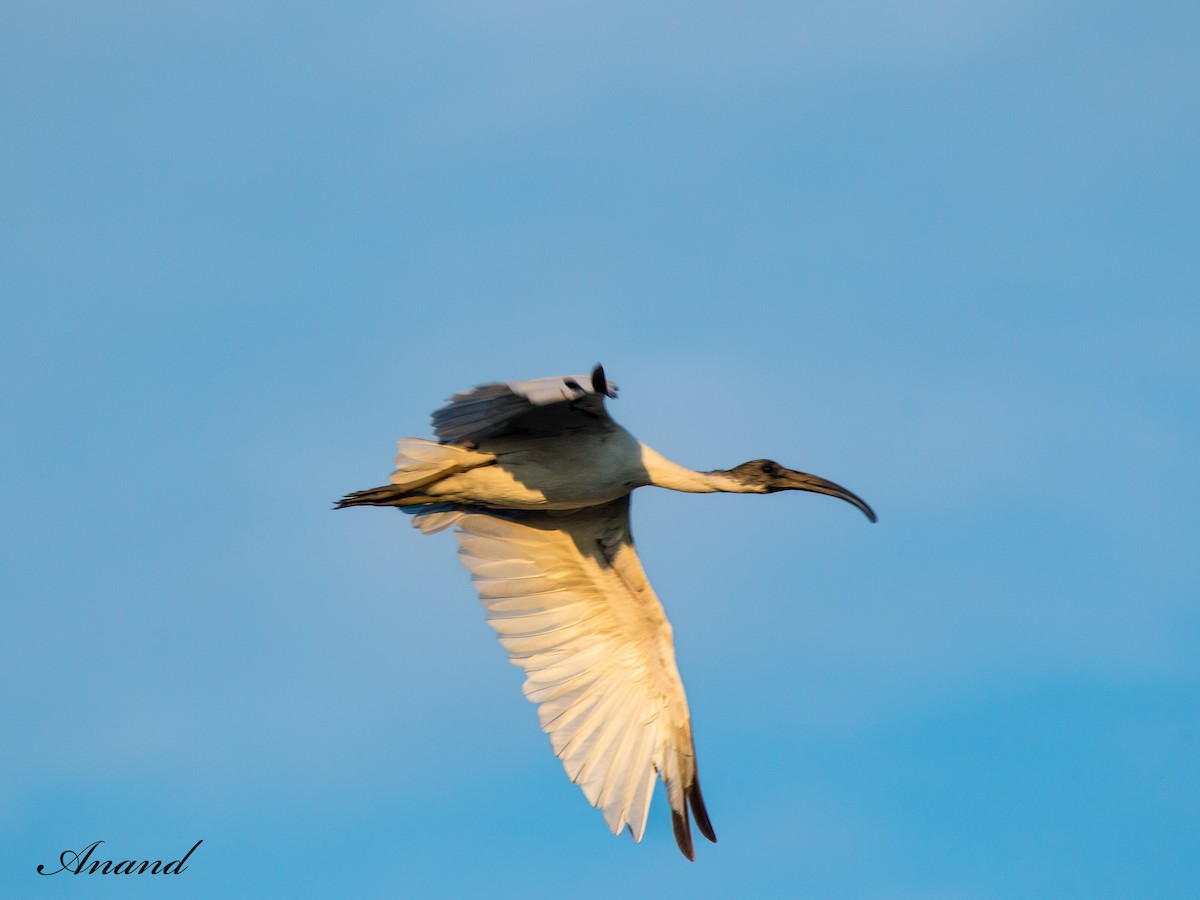 Black-headed Ibis - ML620890219