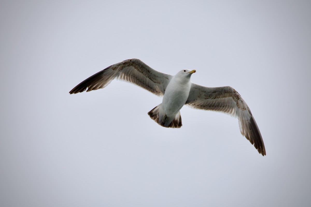 California Gull - ML620890221