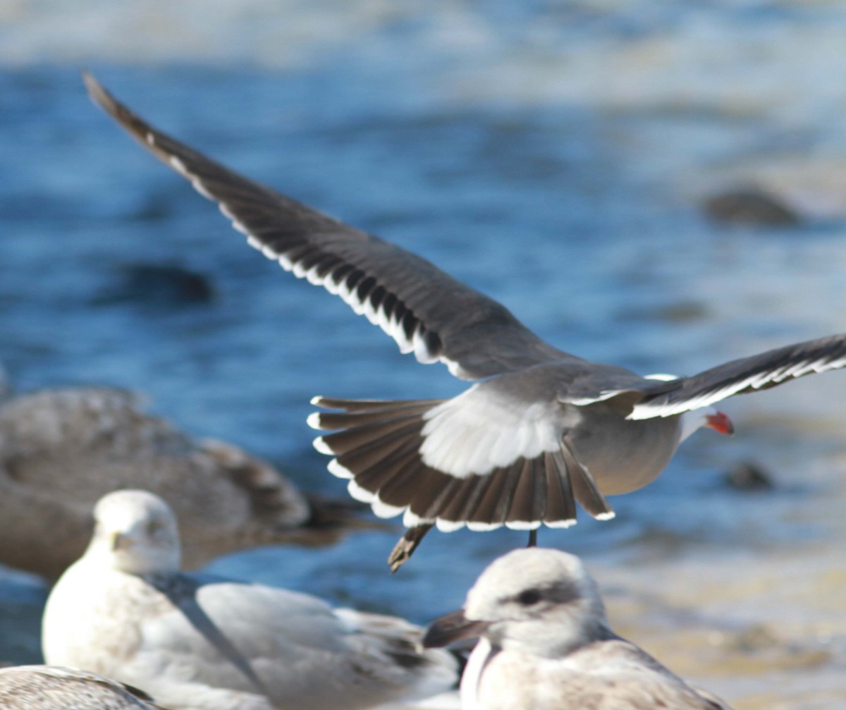 Heermann's Gull - ML620890222