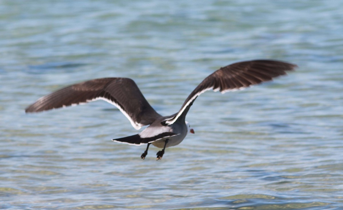 Heermann's Gull - ML620890223