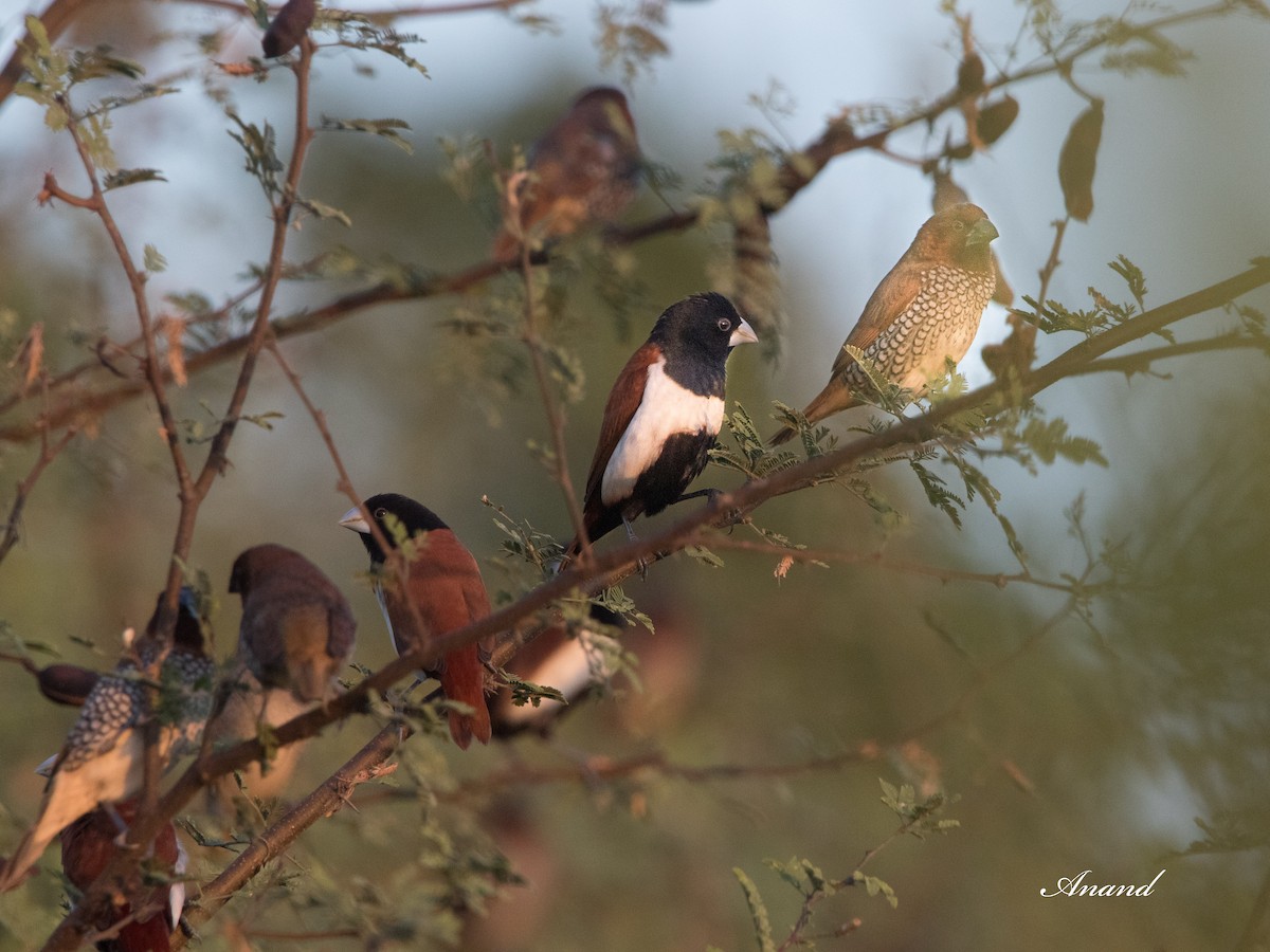 Capucin à dos marron - ML620890224