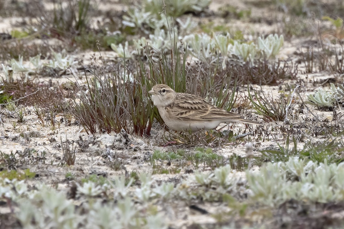 Greater Short-toed Lark - ML620890229