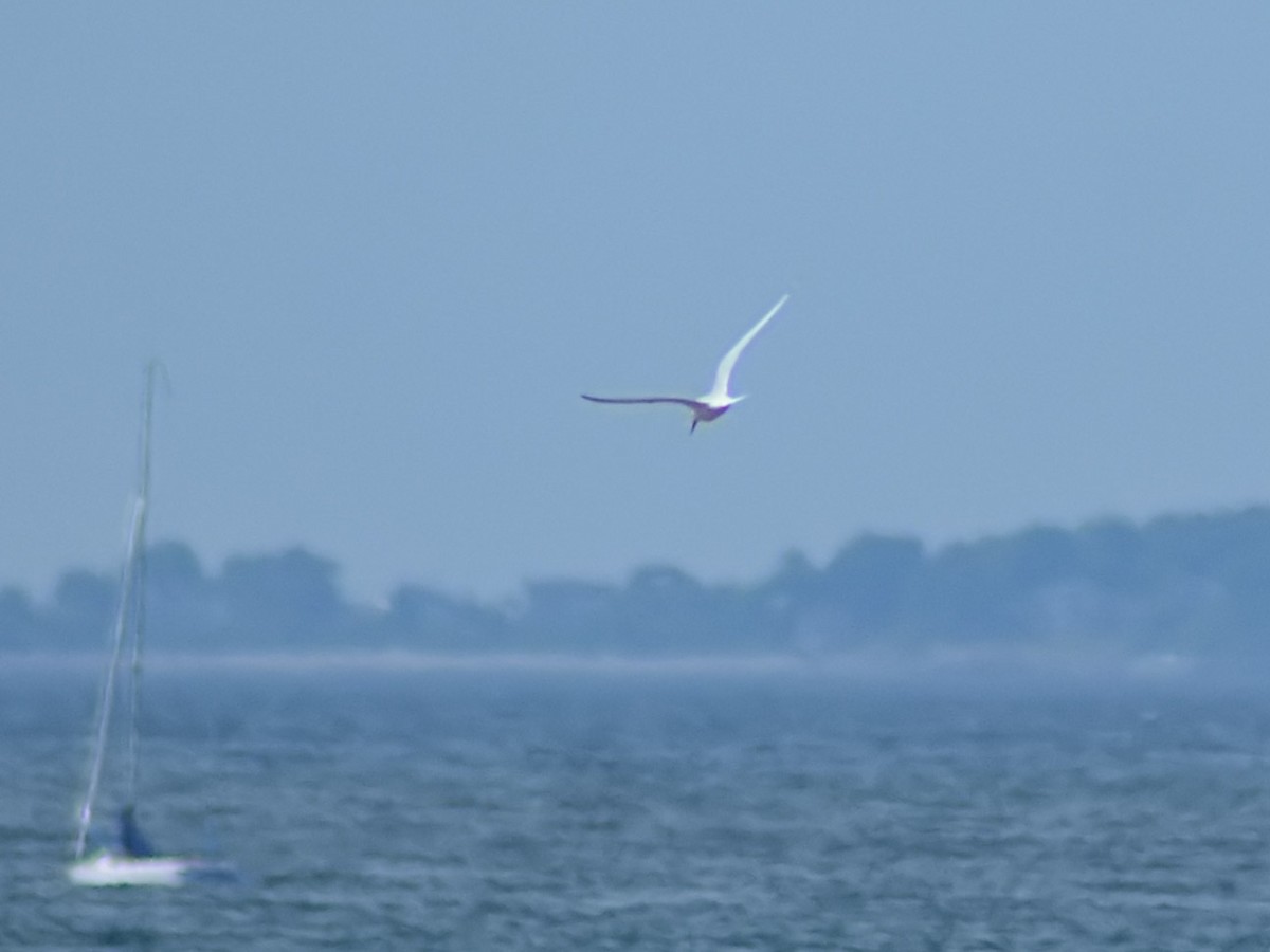 Roseate Tern - ML620890236