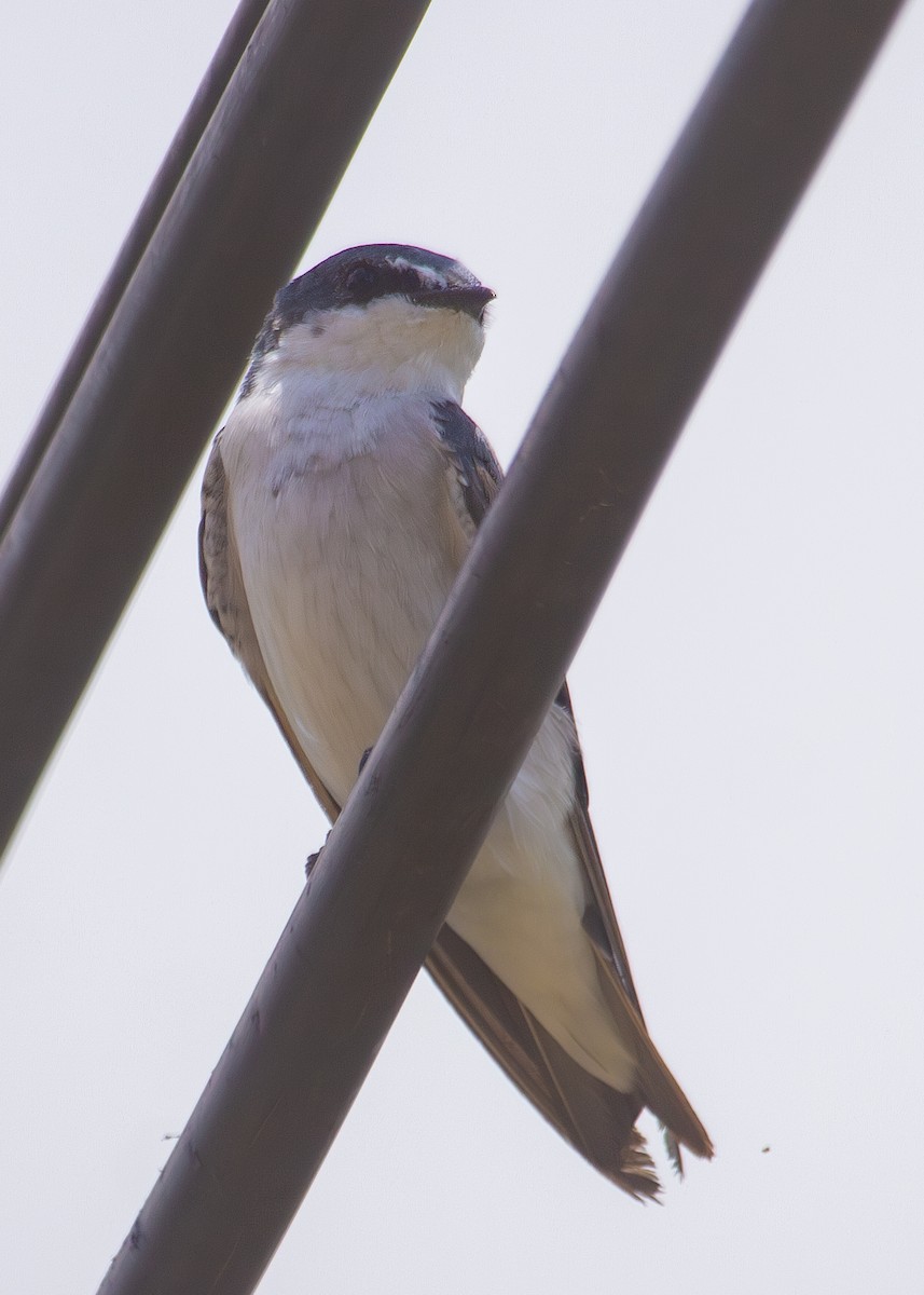 Blue-and-white Swallow - ML620890241