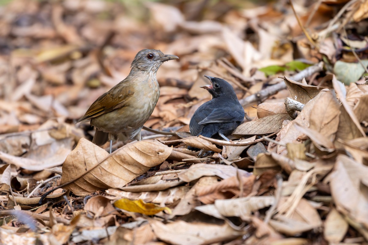 Shiny Cowbird - ML620890242