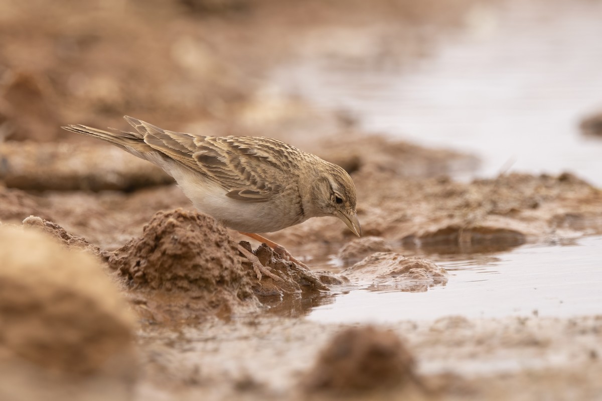 Greater Short-toed Lark - Delfin Gonzalez