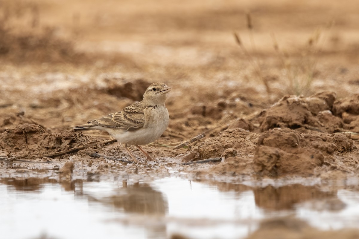 Greater Short-toed Lark - Delfin Gonzalez