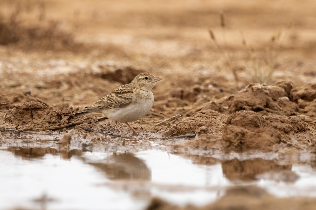 Greater Short-toed Lark - Delfin Gonzalez