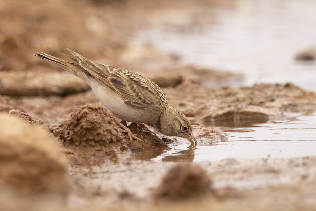 Greater Short-toed Lark - ML620890250