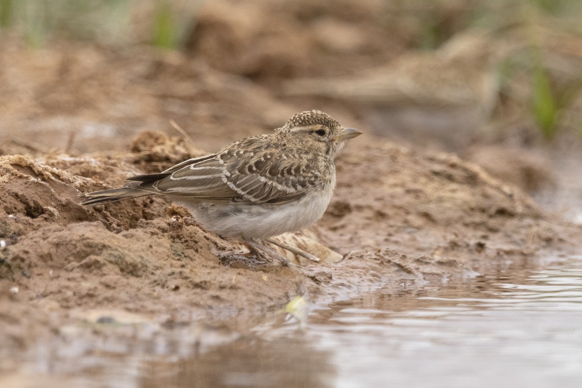 Greater Short-toed Lark - ML620890252