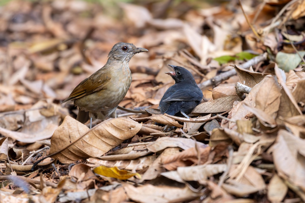 Pale-breasted Thrush - ML620890254