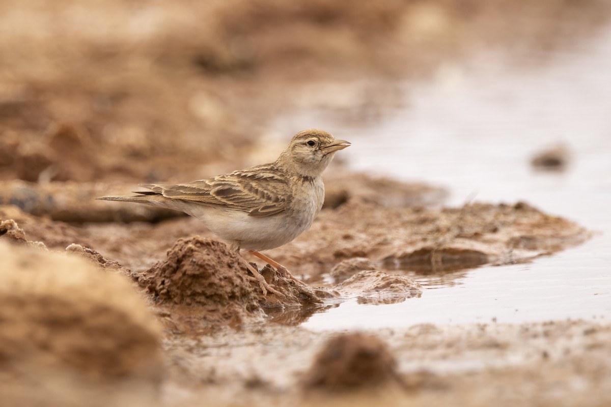 Greater Short-toed Lark - ML620890256