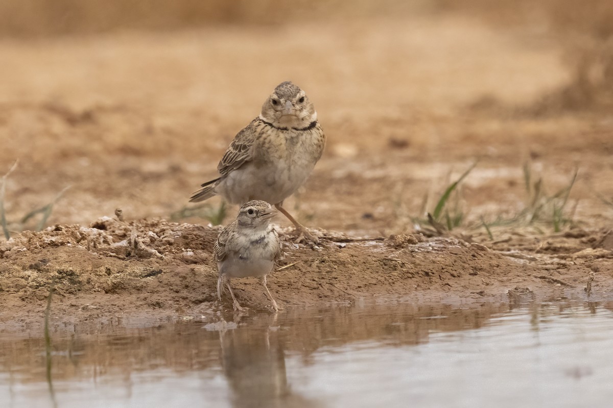 Greater Short-toed Lark - ML620890257