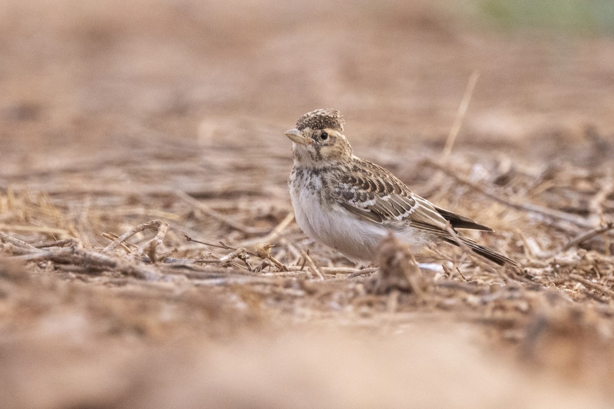 Greater Short-toed Lark - ML620890258