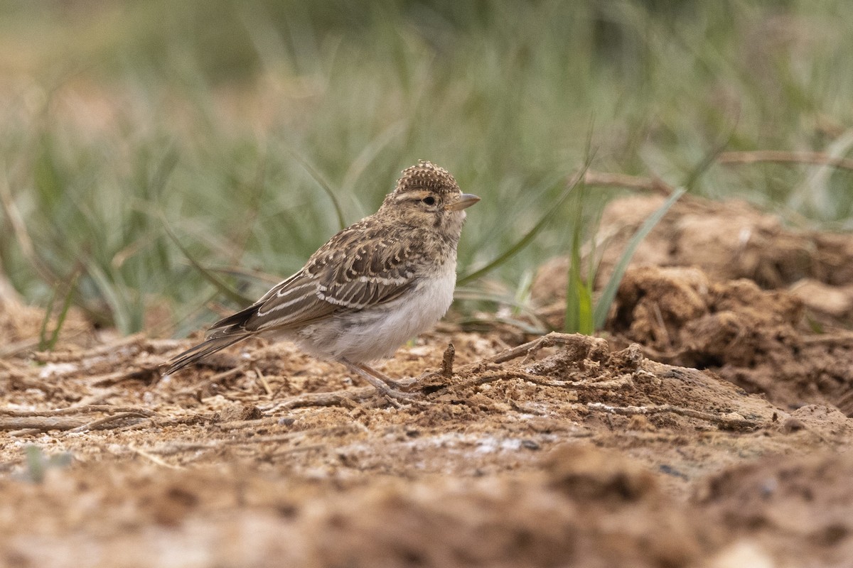 Greater Short-toed Lark - ML620890261