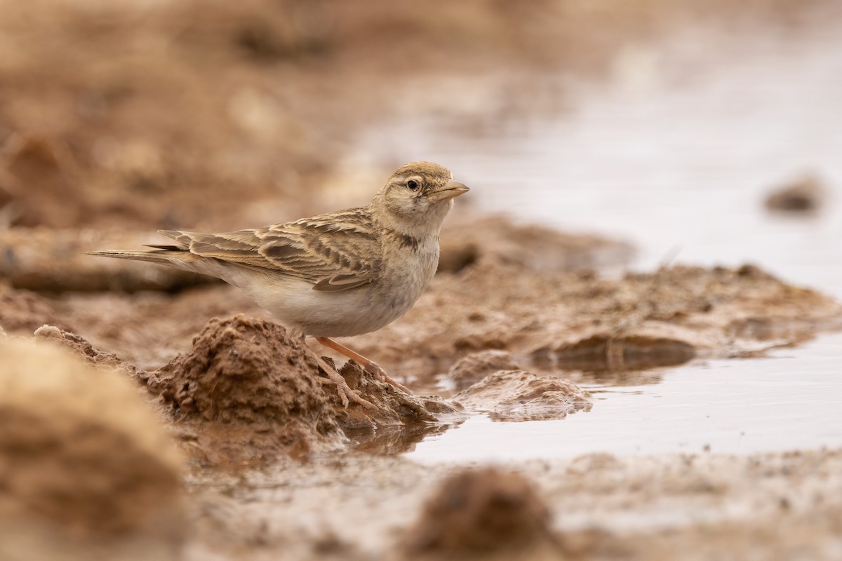 Greater Short-toed Lark - Delfin Gonzalez