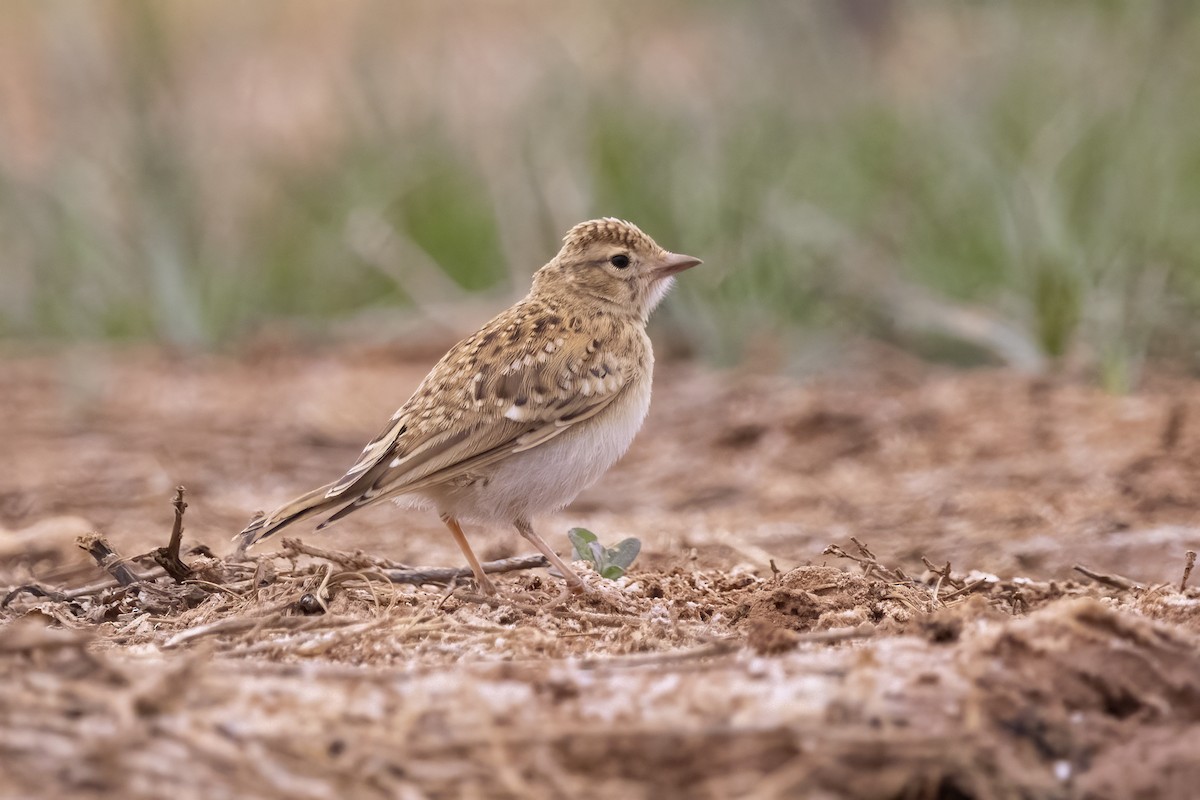 Greater Short-toed Lark - ML620890265