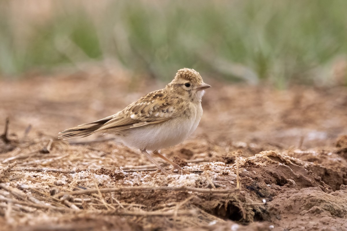 Greater Short-toed Lark - ML620890266