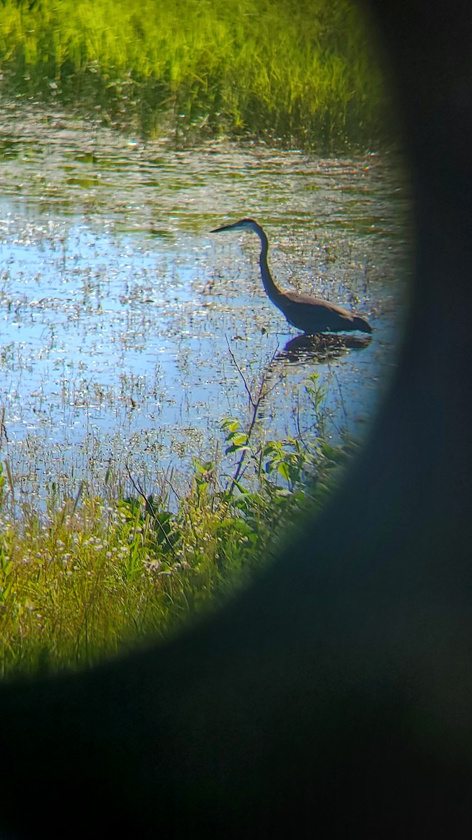 Great Blue Heron - ML620890293