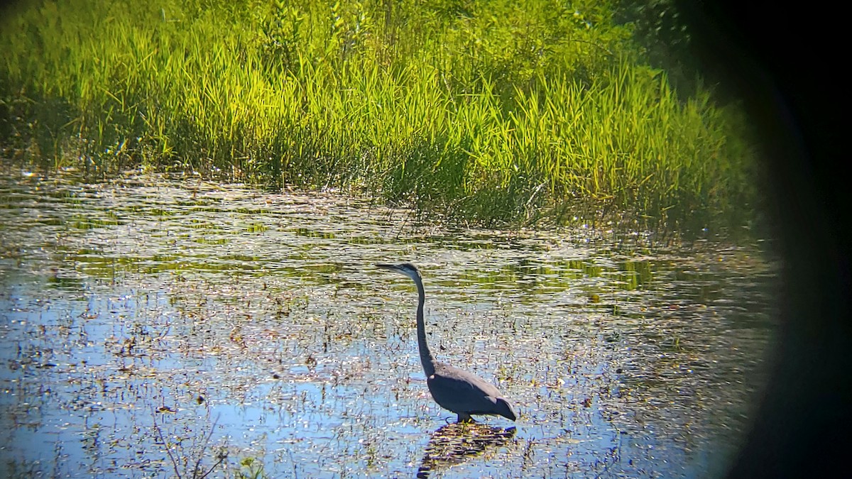 Great Blue Heron - ML620890295