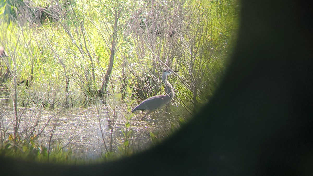 Great Blue Heron - ML620890296