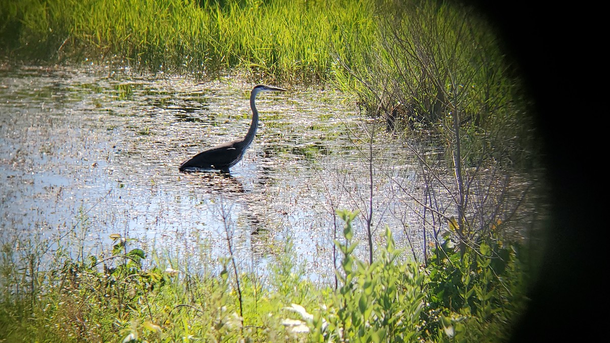 Great Blue Heron - ML620890297