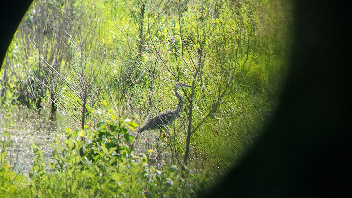 Great Blue Heron - ML620890299