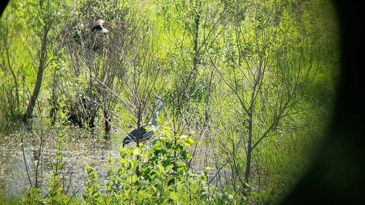 Great Blue Heron - ML620890300