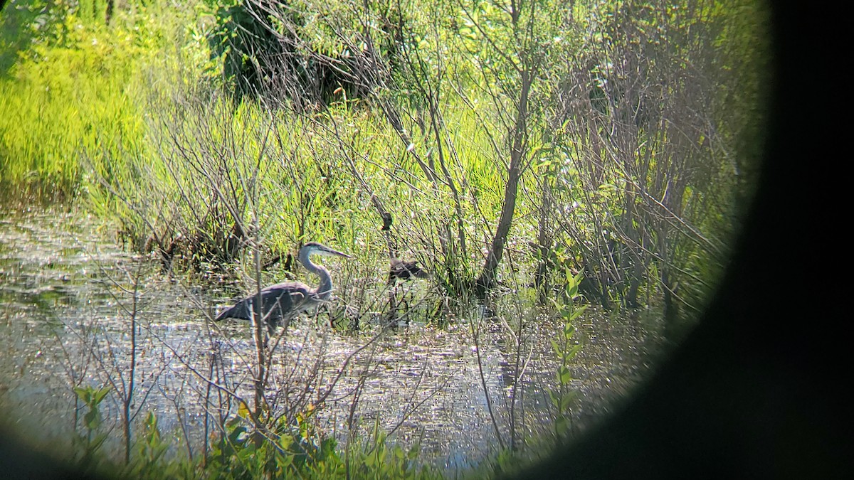 Great Blue Heron - ML620890301