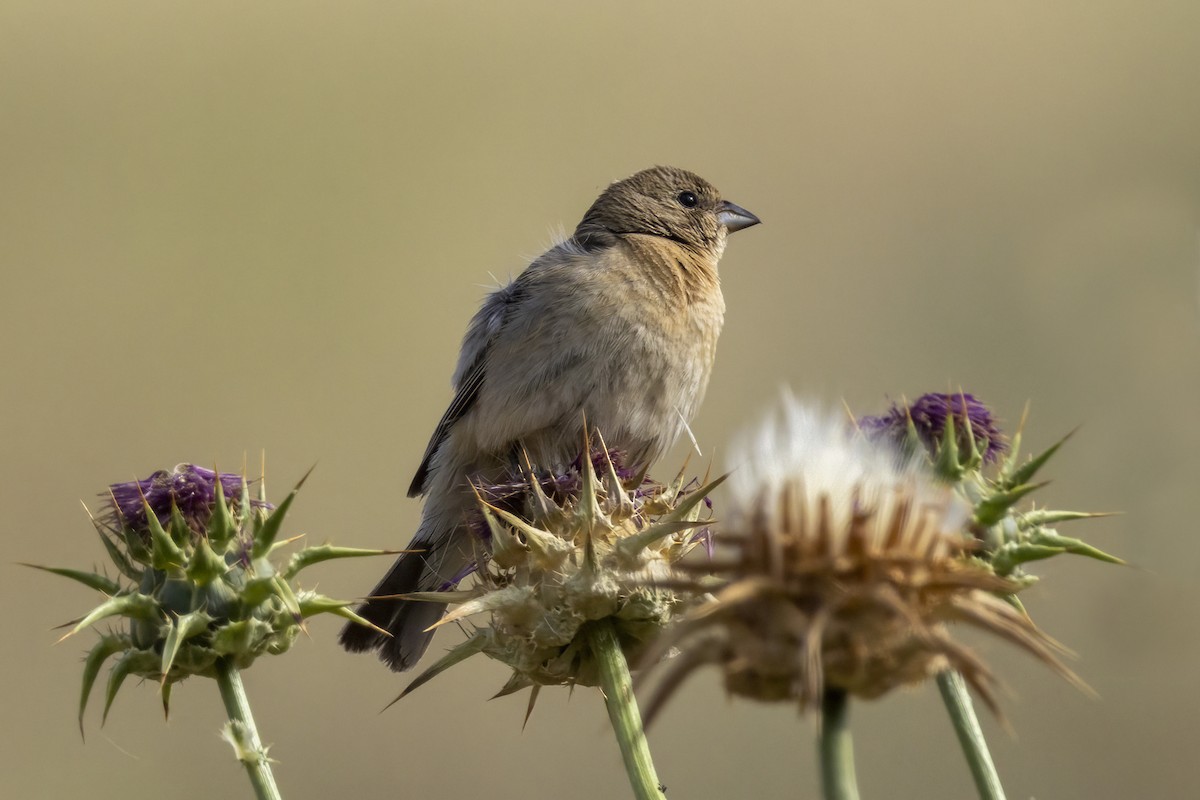 Passerin azuré - ML620890302