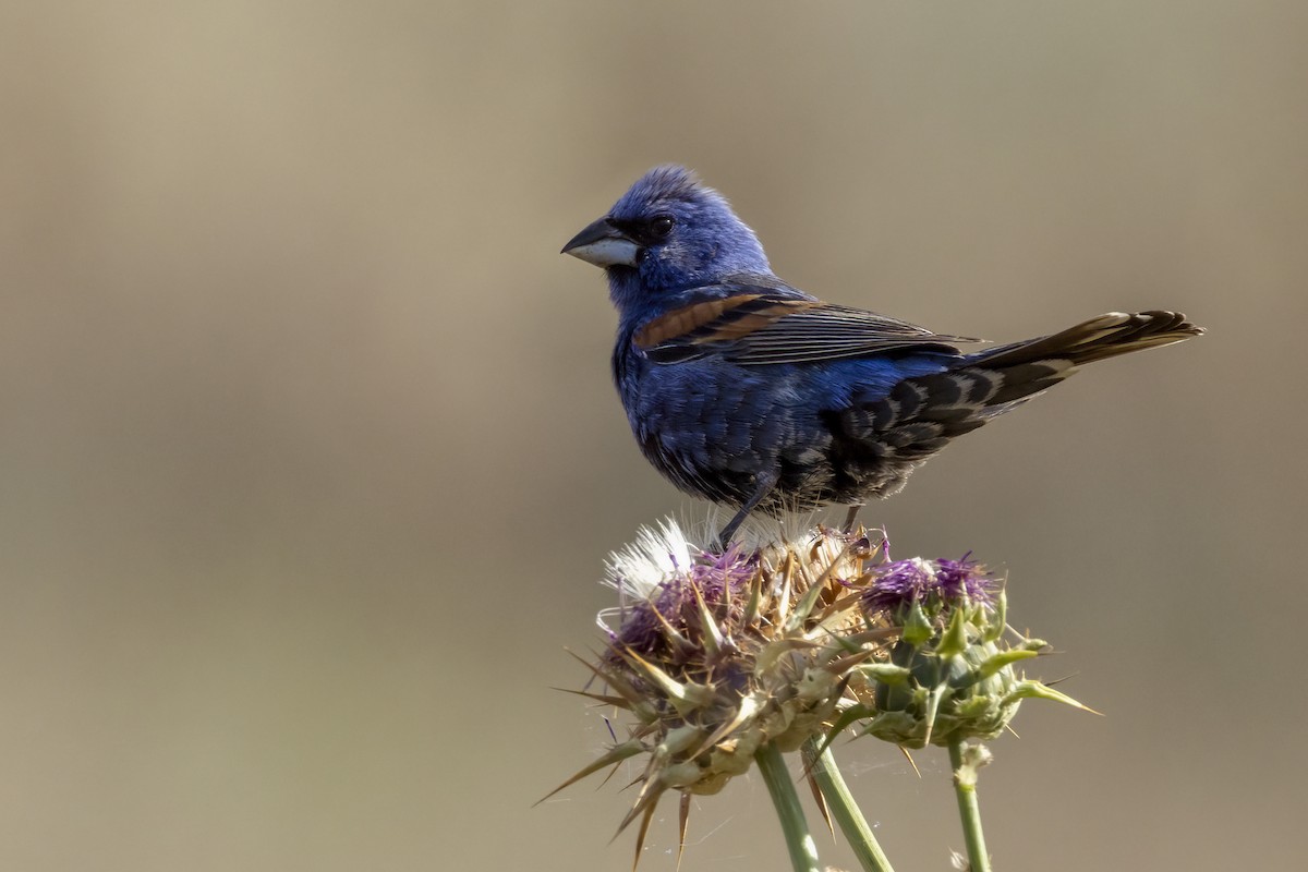 Blue Grosbeak - ML620890303