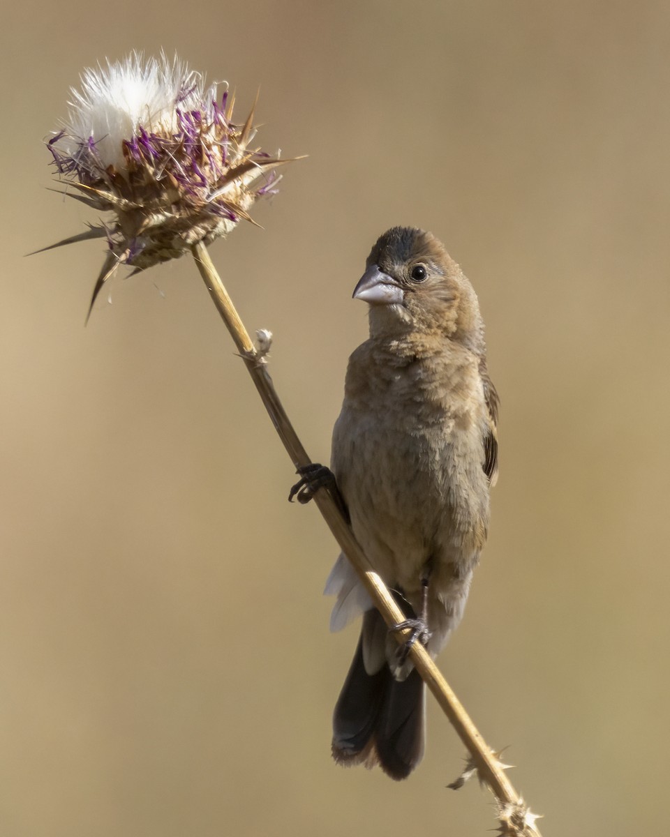 Blue Grosbeak - ML620890307