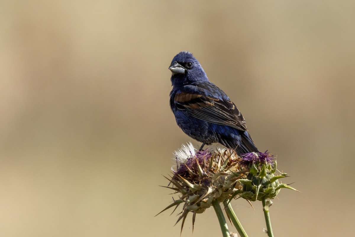 Blue Grosbeak - ML620890310