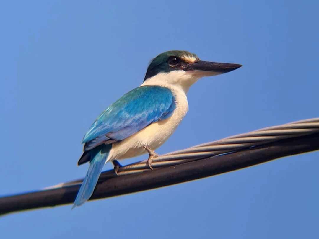 Collared Kingfisher - ML620890311