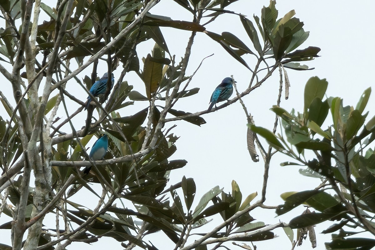 Masked Tanager - ML620890318